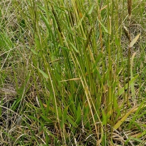 Anthoxanthum odoratum at Gundary, NSW - 23 Oct 2024