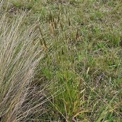 Anthoxanthum odoratum at Gundary, NSW - 23 Oct 2024