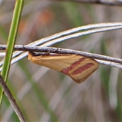 Coeranica isabella (A Concealer moth) at Cook, ACT - 14 Oct 2024 by CathB