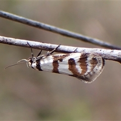 Philobota impletella Group (A concealer moth) at Cook, ACT - 16 Oct 2024 by CathB