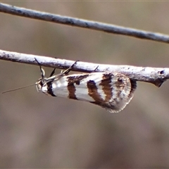 Philobota impletella Group at Cook, ACT - 16 Oct 2024