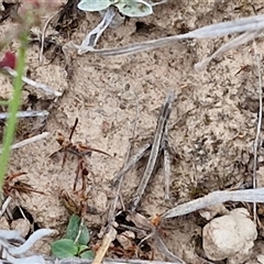 Keyacris scurra (Key's Matchstick Grasshopper) at Gundary, NSW - 23 Oct 2024 by trevorpreston