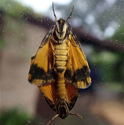 Halone coryphoea (Eastern Halone moth) at Cook, ACT - 19 Oct 2024 by CathB