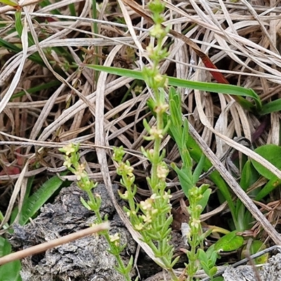 Galium gaudichaudii subsp. gaudichaudii (Rough Bedstraw) at Gundary, NSW - 23 Oct 2024 by trevorpreston