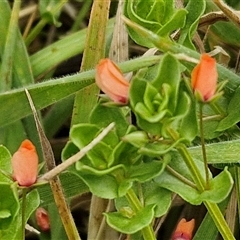 Lysimachia arvensis (Scarlet Pimpernel) at Gundary, NSW - 23 Oct 2024 by trevorpreston