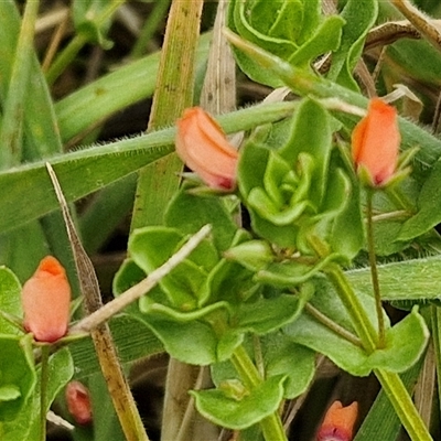 Lysimachia arvensis (Scarlet Pimpernel) at Gundary, NSW - 23 Oct 2024 by trevorpreston