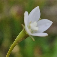 Wahlenbergia multicaulis (Tadgell's Bluebell) at Gundary, NSW - 23 Oct 2024 by trevorpreston