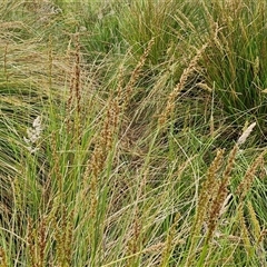 Carex appressa at Gundary, NSW - 23 Oct 2024 04:35 PM