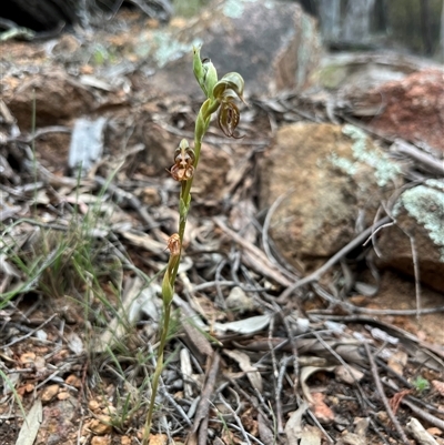 Oligochaetochilus hamatus (Southern Hooked Rustyhood) at Wallaroo, NSW - 23 Oct 2024 by JasonC