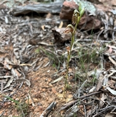 Oligochaetochilus hamatus at Wallaroo, NSW - suppressed