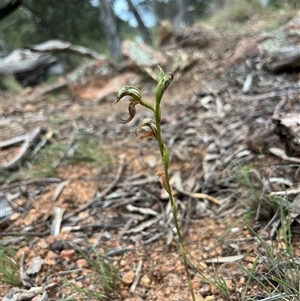 Oligochaetochilus hamatus at Wallaroo, NSW - suppressed