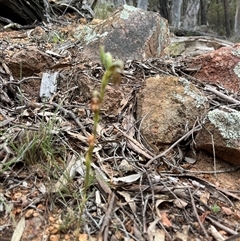 Oligochaetochilus hamatus at Wallaroo, NSW - suppressed