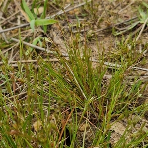 Juncus bufonius at Gundary, NSW - 23 Oct 2024