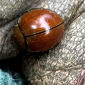 Paropsisterna sp. (genus) at Kangaroo Valley, NSW - suppressed
