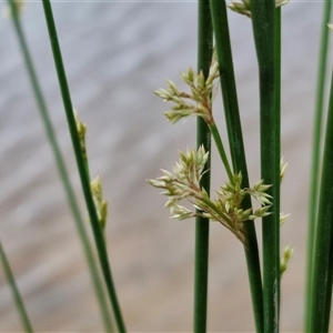 Juncus sp. at Gundary, NSW - 23 Oct 2024