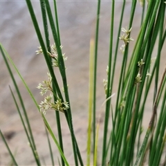 Juncus sp. at Gundary, NSW - 23 Oct 2024