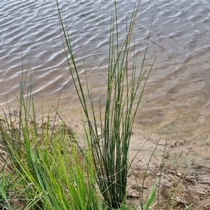 Juncus sp. at Gundary, NSW - 23 Oct 2024