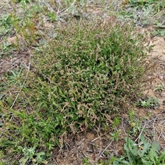 Gonocarpus tetragynus at Gundary, NSW - 23 Oct 2024