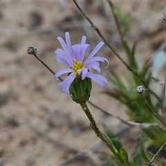 Vittadinia muelleri (Narrow-leafed New Holland Daisy) at Gundary, NSW - 23 Oct 2024 by trevorpreston