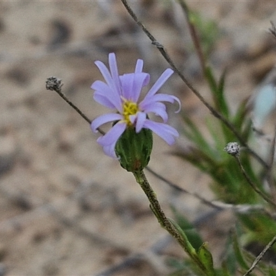 Vittadinia muelleri (Narrow-leafed New Holland Daisy) at Gundary, NSW - 23 Oct 2024 by trevorpreston