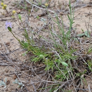 Vittadinia muelleri at Gundary, NSW - 23 Oct 2024