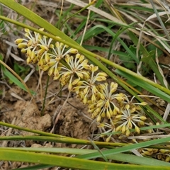 Lomandra multiflora (Many-flowered Matrush) at Gundary, NSW - 23 Oct 2024 by trevorpreston