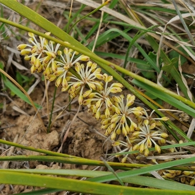 Lomandra multiflora (Many-flowered Matrush) at Gundary, NSW - 23 Oct 2024 by trevorpreston