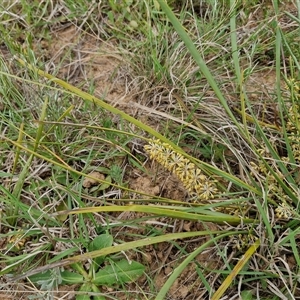 Lomandra multiflora at Gundary, NSW - 23 Oct 2024