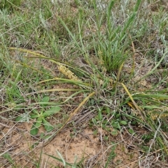 Lomandra multiflora at Gundary, NSW - 23 Oct 2024