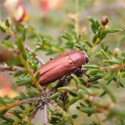 Melobasis propinqua (Propinqua jewel beetle) at Aranda, ACT - 29 Sep 2024 by CathB