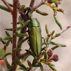 Melobasis propinqua at Aranda, ACT - 29 Sep 2024 03:53 PM