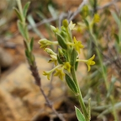 Pimelea curviflora (Curved Rice-flower) at Gundary, NSW - 23 Oct 2024 by trevorpreston