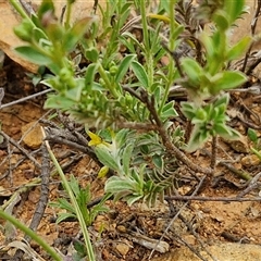 Pimelea curviflora at Gundary, NSW - 23 Oct 2024 04:19 PM