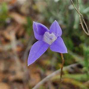 Wahlenbergia capillaris at Gundary, NSW - 23 Oct 2024 04:18 PM