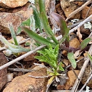 Wahlenbergia capillaris at Gundary, NSW - 23 Oct 2024 04:18 PM