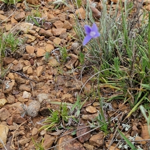 Wahlenbergia capillaris at Gundary, NSW - 23 Oct 2024 04:18 PM