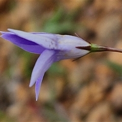 Wahlenbergia capillaris at Gundary, NSW - 23 Oct 2024