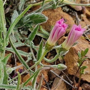 Convolvulus angustissimus subsp. angustissimus at Gundary, NSW - 23 Oct 2024