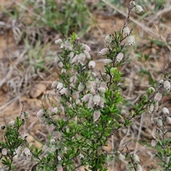 Cryptandra spinescens at Gundary, NSW - 23 Oct 2024 04:16 PM