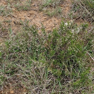 Cryptandra spinescens at Gundary, NSW - 23 Oct 2024