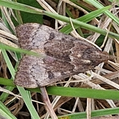 Uresiphita ornithopteralis (Tree Lucerne Moth) at Gundary, NSW - 23 Oct 2024 by trevorpreston