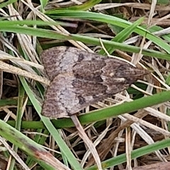 Uresiphita ornithopteralis at Gundary, NSW - 23 Oct 2024