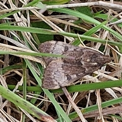 Uresiphita ornithopteralis at Gundary, NSW - 23 Oct 2024