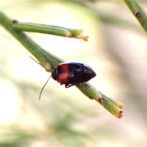 Monolepta minima at Cook, ACT - 11 Oct 2024