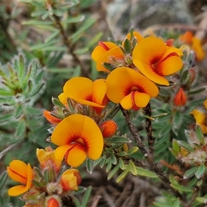 Pultenaea subspicata at Gundary, NSW - 23 Oct 2024