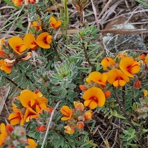 Pultenaea subspicata at Gundary, NSW - 23 Oct 2024