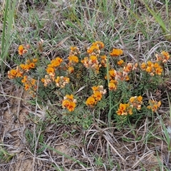 Pultenaea subspicata at Gundary, NSW - 23 Oct 2024