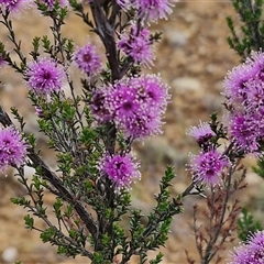 Kunzea parvifolia (Violet Kunzea) at Gundary, NSW - 23 Oct 2024 by trevorpreston