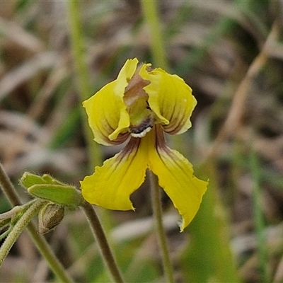 Goodenia paradoxa (Spur Goodenia) at Gundary, NSW - 23 Oct 2024 by trevorpreston