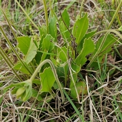 Goodenia paradoxa at Gundary, NSW - 23 Oct 2024